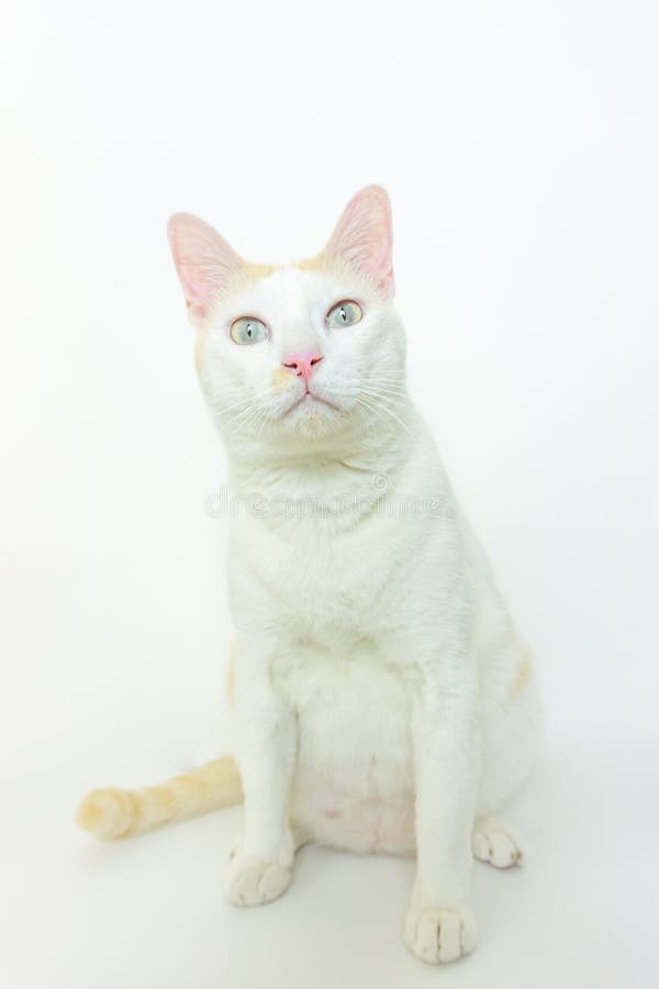 白色背景的白猫库存照片 图片包括有小猫 哺乳动物 蓬松 大陆 题头 国际 国内 全部赌注 白色背景的白猫库存照片 图片包括有小猫 哺乳动物 蓬松 大陆 题头 国际 国内 全部赌注
