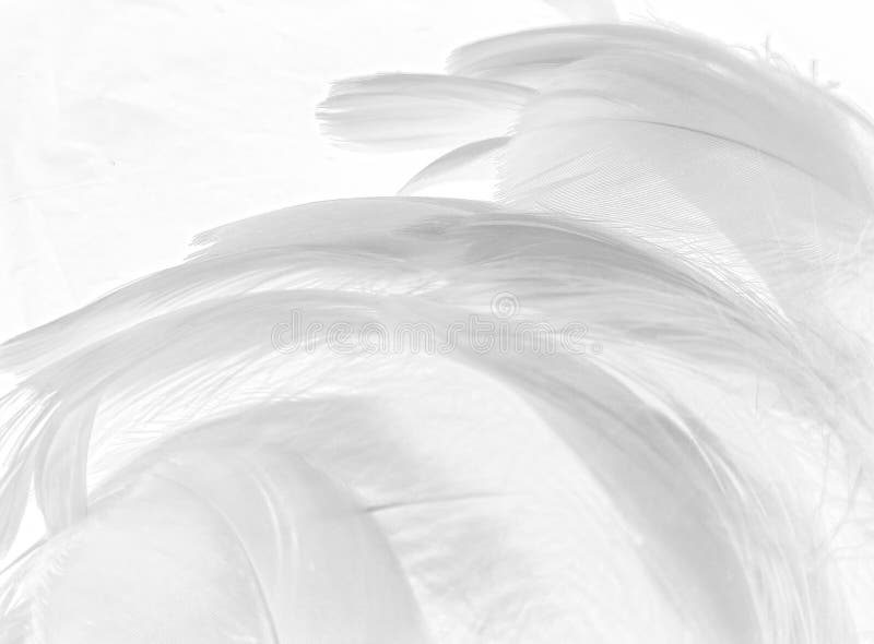 白色背景的白色柔软的白色羽毛纹理白色纹理图案深色主题壁纸库存图片 图片包括有框架 五颜六色