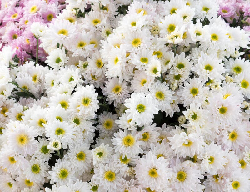 白色菊花束库存照片 图片包括有 白色菊花束库存照片 图片包括有