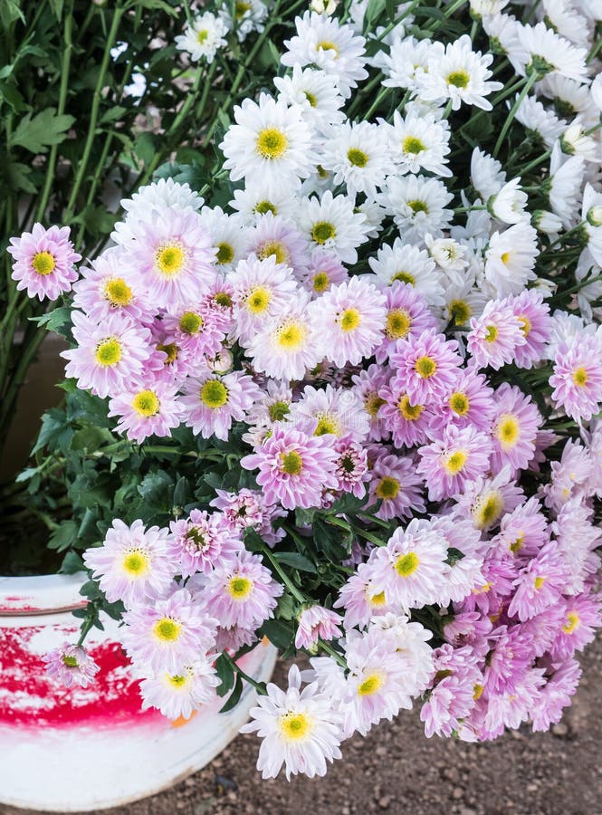 白色菊花束库存照片 图片包括有 白色菊花束库存照片 图片包括有
