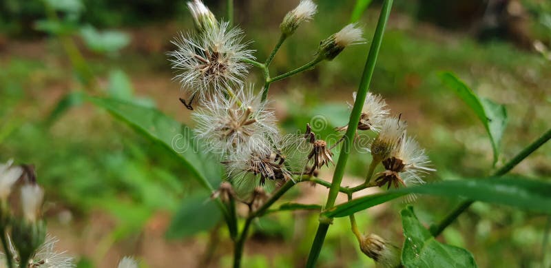 白花草库存图片 图片包括有空白 软软地