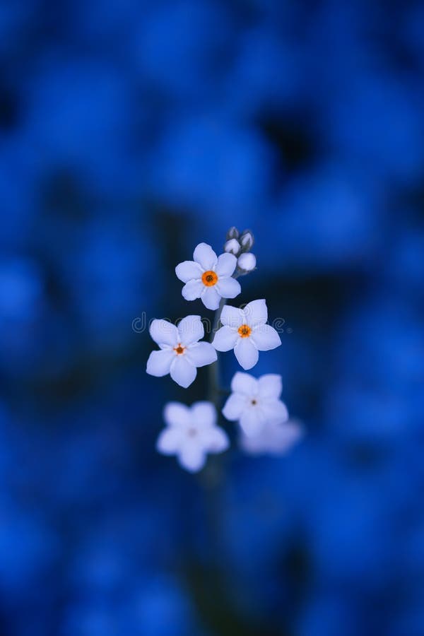 白色勿忘草 勿忘我草sp 花库存图片 图片包括有 白色勿忘草 勿忘我草sp 花库存图片 图片包括有