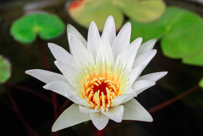 すべての花の画像 ロイヤリティフリー白蓮花