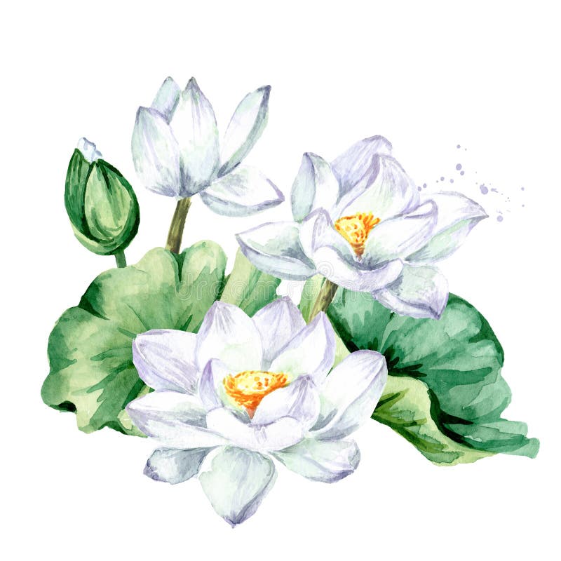 白莲花绿叶白背景中突显的手绘植物水彩图库存例证 插画包括有庭院 装饰 看板卡 框架 自然