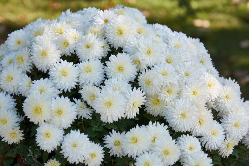白菊秋花装饰组合物植物园白菊花库存照片 图片包括有开花 香味 菊花 花瓣 叶子 编排者