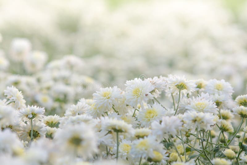 白菊花园菊背景模糊花库存照片 图片包括有装饰 题头 背包 绿色 花卉 雏菊 五颜六色