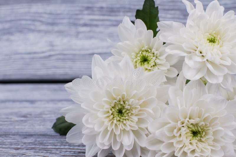 白菊花特写库存图片 图片包括有宏指令 图象 生日 看板卡 本质 附注 菊花 一堆 白菊花特写库存图片 图片包括有宏指令 图象 生日 看板卡 本质 附注 菊花 一堆
