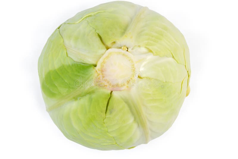 白菜头 从白菜茎侧望近库存图片 图片包括有叶子 冬天 种类 收获 新鲜 秸秆 厨房 白菜头 从白菜茎侧望近库存图片 图片包括有叶子 冬天 种类 收获 新鲜 秸秆 厨房