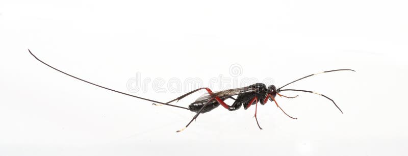 Ichneumon Wasp 库存图片 图片包括有昆虫 毛虫 射击 敌意 天线 结转 长期 Ichneumon Wasp 库存图片 图片包括有昆虫 毛虫 射击 敌意 天线 结转 长期