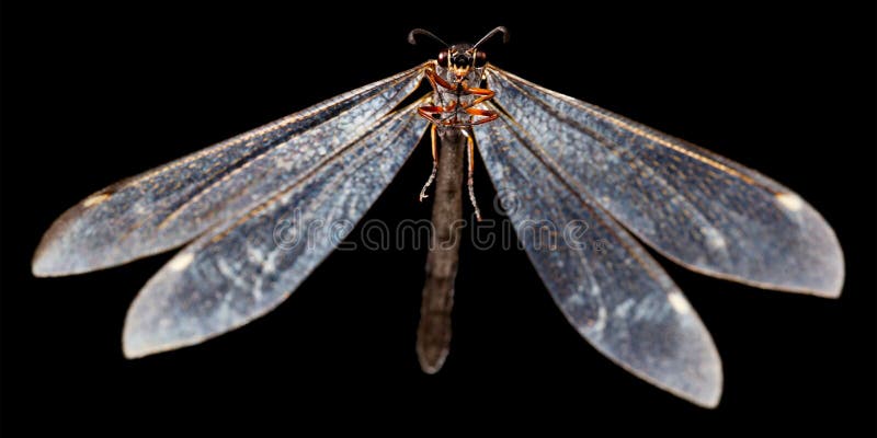 白颊鸭库存照片 图片包括有敌意 无脊椎 甲壳质 野生生物 蜻蜓 天线 黑暗 投反对票 4573