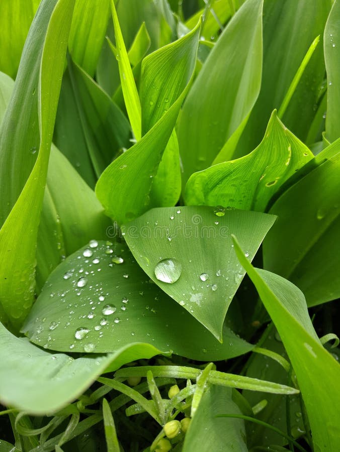 百合叶上的雨滴 库存照片 图片包括有工厂 百合 春天 叶子 雨珠