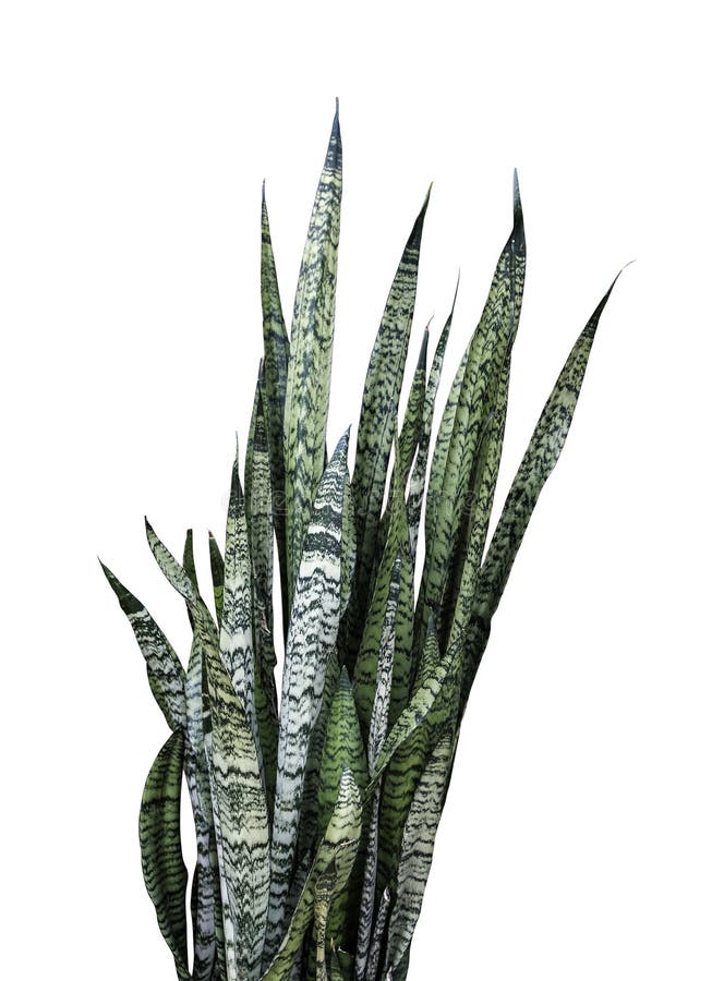 百合科植物trifasciata或蛇植物白色背景的库存照片 图片包括有 百合科植物trifasciata或蛇植物白色背景的库存照片 图片包括有