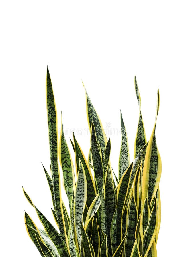 百合科植物trifasciata或蛇植物库存照片 图片包括有 百合科植物trifasciata或蛇植物库存照片 图片包括有