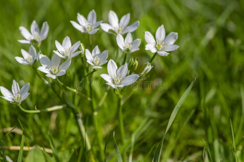 百花草白花球茎花鸟巢库存图片 图片包括有百合 庭院 弄脏 草坪 本质 形状 植物群