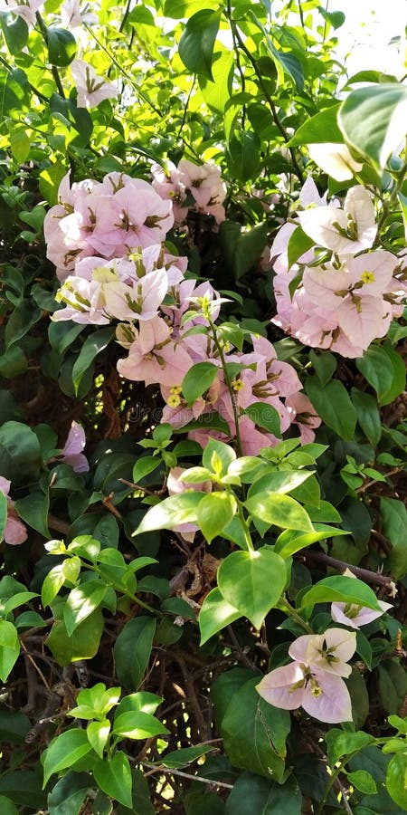 盆栽天然植物中的九重葛白粉花库存图片 图片包括有工厂 空白 粉红色 自然 装饰 藤蔓