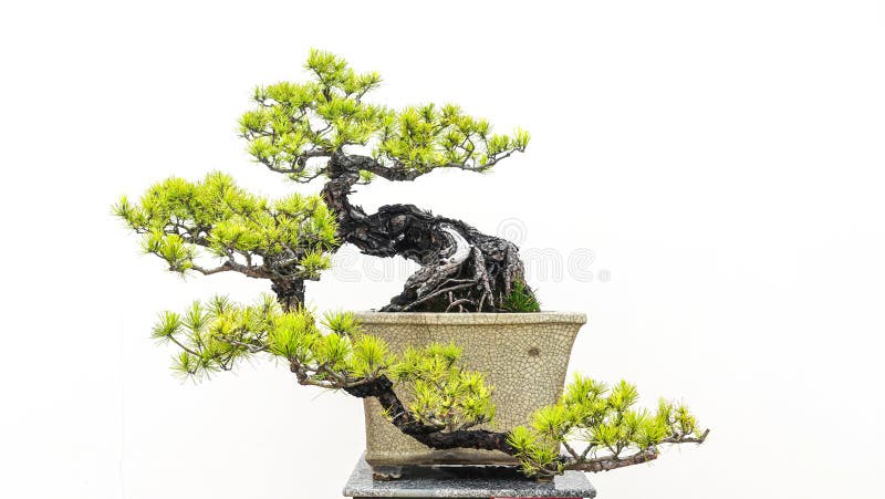 盆栽松树盆景库存图片 图片包括有背包 附加 表示 开花 创建 榕属 叶子 艺术 庭院