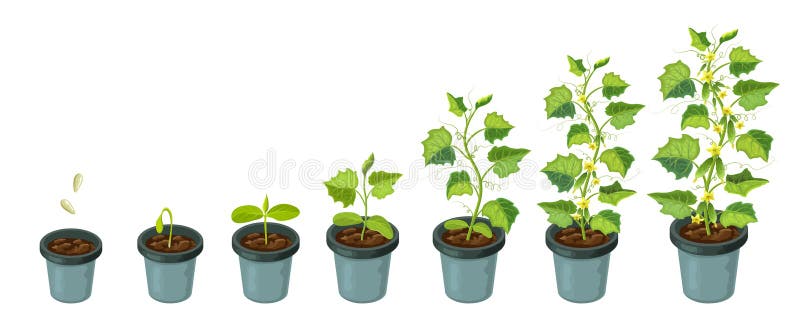 盆栽黄瓜从种子到开花成熟的黄瓜生长阶段健康植物生命的矢量图库存例证 插画包括有从事园艺 演变 盆栽黄瓜从种子到开花成熟的黄瓜生长阶段健康植物生命的矢量图库存例证 插画包括有从事园艺 演变