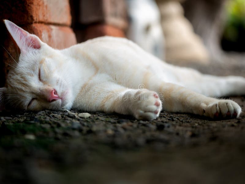 白黄猫 库存照片 图片包括有毛皮 埋怨的 交配动物者 位于 小猫 背包 蜘蛛网 关闭 白黄猫 库存照片 图片包括有毛皮 埋怨的 交配动物者 位于 小猫 背包 蜘蛛网 关闭