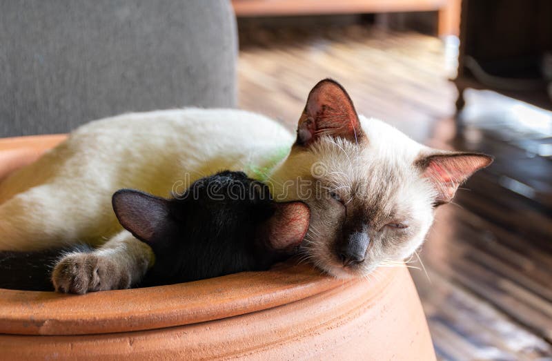 白母猫抱着黑猫库存图片 图片包括有家谱 爪子 敬慕 系列 夫妇 敌意 妈妈 眼睛