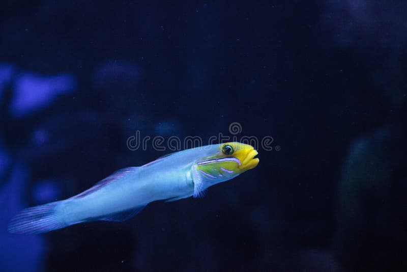 睡眠者金头虾虎鱼鱼valenciennea Strigata 库存照片 图片包括有金子 热带 9048 睡眠者金头虾虎鱼鱼valenciennea Strigata 库存照片 图片包括有金子 热带 9048
