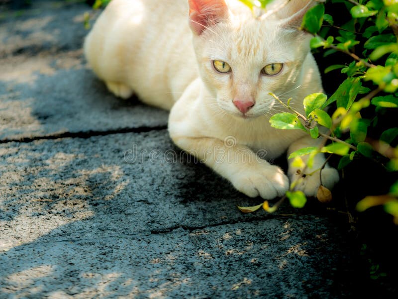 白黄猫 库存照片 图片包括有毛皮 埋怨的 交配动物者 位于 小猫 背包 蜘蛛网 关闭 白黄猫 库存照片 图片包括有毛皮 埋怨的 交配动物者 位于 小猫 背包 蜘蛛网 关闭