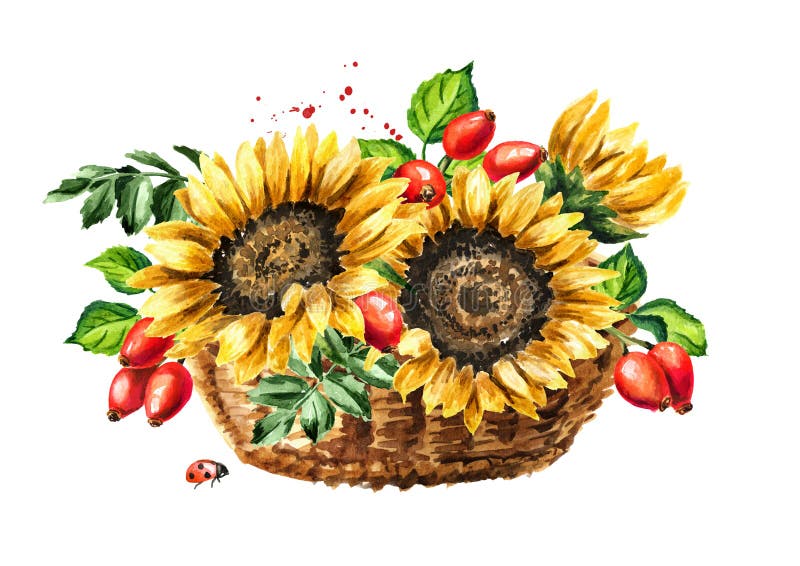 秋日的向日葵花和玫瑰莓在篮子里 白色背景中突显的手绘水色插图库存例证 插画包括有查出 秋天