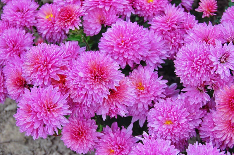 秋花菊库存照片 图片包括有前景 丁香 查出 开花的 汉语 花期 生活 题头 庭院