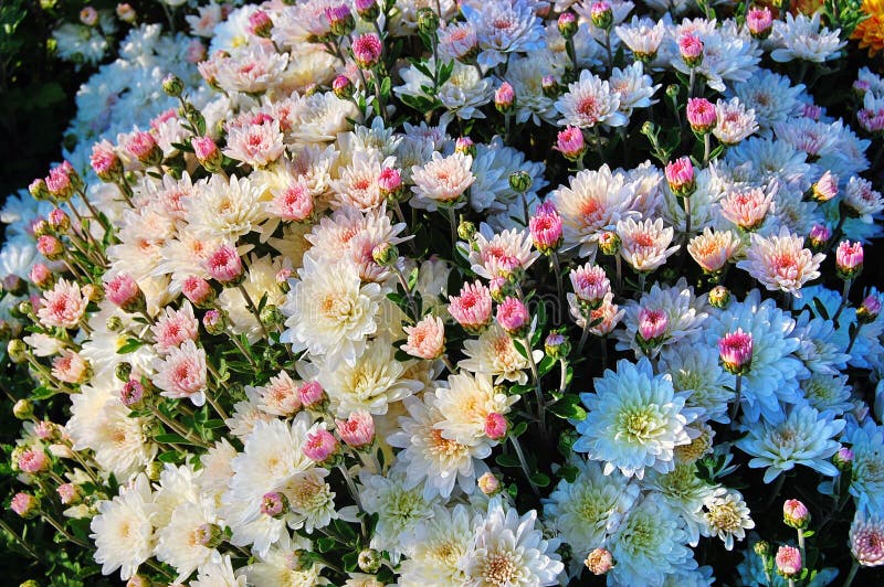 秋花菊库存照片 图片包括有丁香 查出 倒挂金钟 雏菊 的亚述 粉红色 植物群 开花 秋花菊库存照片 图片包括有丁香 查出 倒挂金钟 雏菊 的亚述 粉红色 植物群 开花