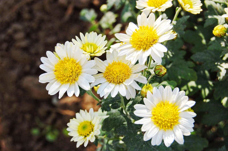 秋花菊库存照片 图片包括有前景 丁香 查出 开花的 汉语 花期 生活 题头 庭院