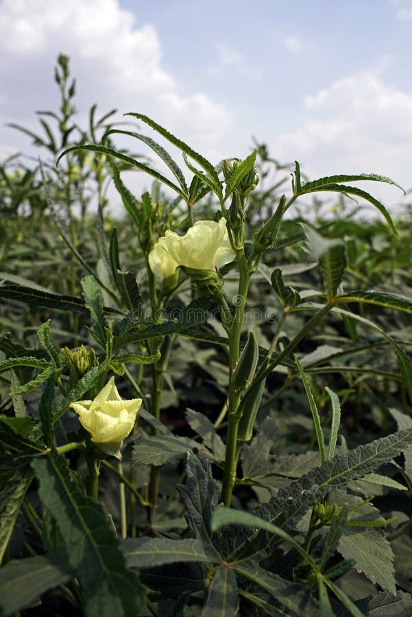 秋葵 青果菜及其花 荚库存图片 图片包括有叶子 果子 健康 开花 背包 食物 新鲜