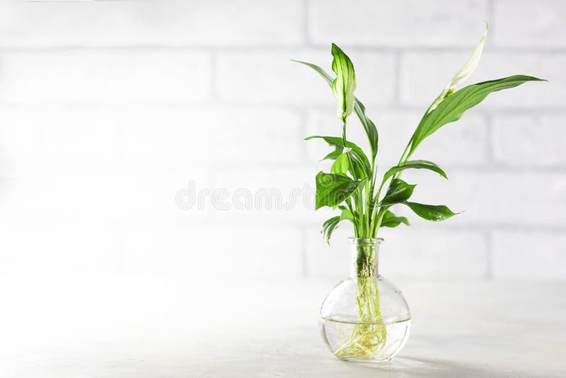 种植新植物水生石豆属植物根系生长的扦插和芽石豆兰幼苗库存照片 图片包括有肥料 背包