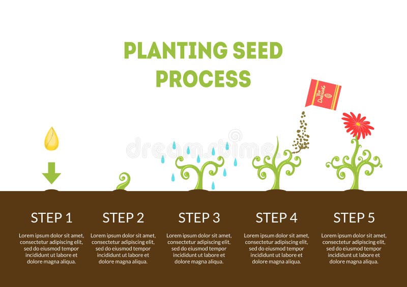 种植种子过程横幅 花成长阶段从种子的 时间安排种植庭院花infographic 向量例证 插画包括有 种植种子过程横幅 花成长阶段从种子的 时间安排种植庭院花infographic 向量例证 插画包括有