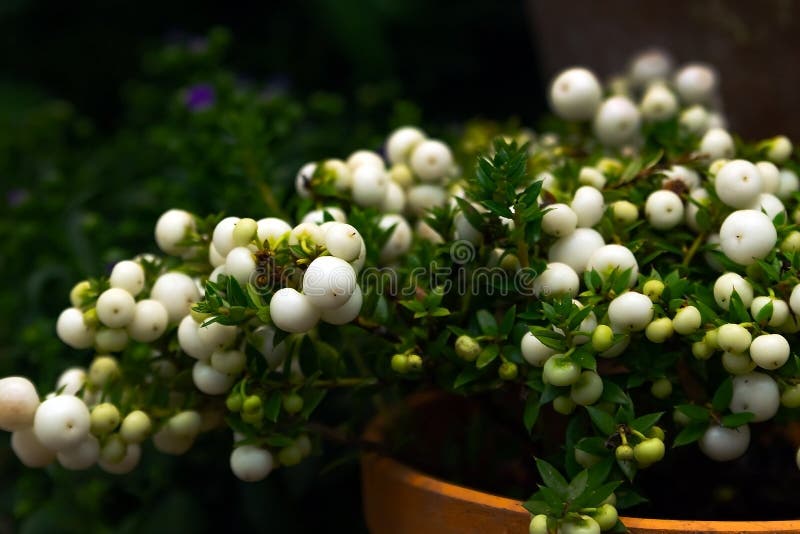 种着小白圆果的植物库存图片 图片包括有庭院 农场 果子 葡萄园 结构树 夏天 有机 种着小白圆果的植物库存图片 图片包括有庭院 农场 果子 葡萄园 结构树 夏天 有机