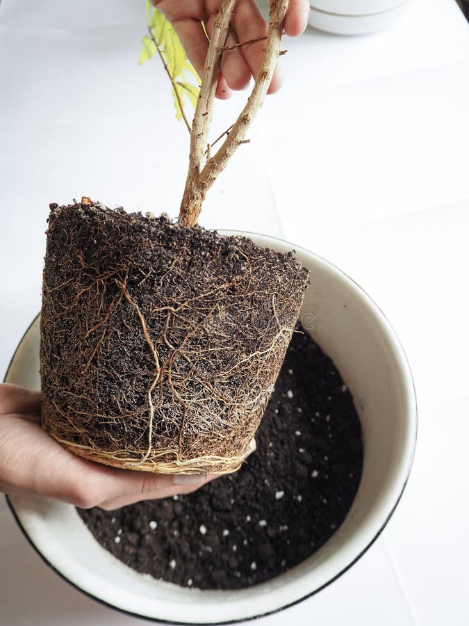 移植季节性植物健康植物根移植石榴库存图片 图片包括有从事园艺 现有量 家庭 绿色 新芽