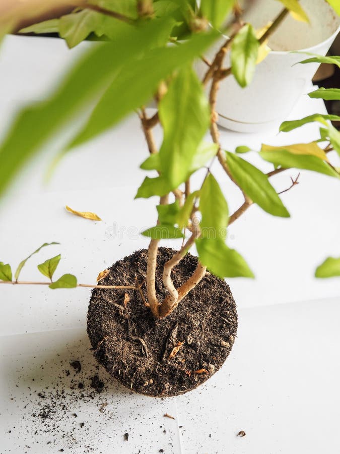移植季节性植物健康植物根移植石榴库存图片 图片包括有从事园艺 现有量 家庭 绿色 新芽