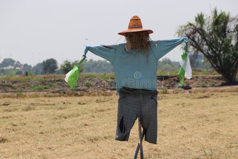 稻草人或稻草人登场 为吓鸟而设库存照片 图片包括有培养 草甸 户外 绿色 万圣节 种植园
