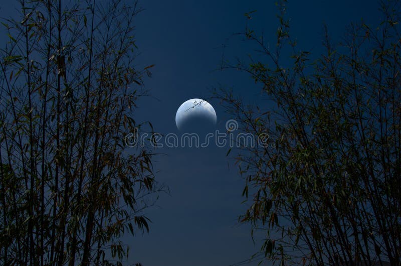竹林月亮在月牙夜库存图片 图片包括有竹林月亮在月牙夜 竹林月亮在月牙夜库存图片 图片包括有竹林月亮在月牙夜