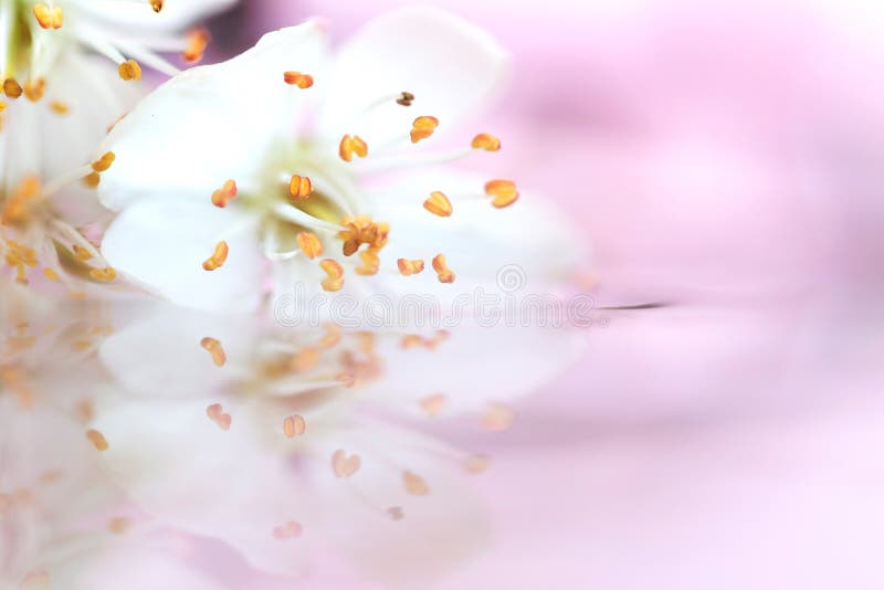 粉红色背景水中飘浮的白花迷雾画像这朵花在库存照片 图片包括有开花 季节 反映 工厂 抽象 粉红色背景水中飘浮的白花迷雾画像这朵花在库存照片 图片包括有开花 季节 反映 工厂 抽象