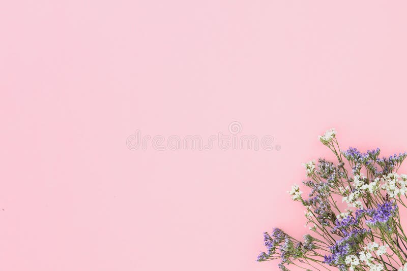 粉色纸背景中角落的紫花白吉卜星库存照片 图片包括有几何 花卉 框架 创造性 靠山 装饰 粉色纸背景中角落的紫花白吉卜星库存照片 图片包括有几何 花卉 框架 创造性 靠山 装饰