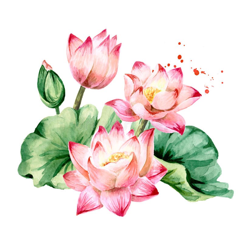 粉色莲花绿叶白背景中突显的手绘植物水彩图库存例证 插画包括有聚会所 东方 问候 花束 叶子 粉色莲花绿叶白背景中突显的手绘植物水彩图库存例证 插画包括有聚会所 东方 问候 花束 叶子