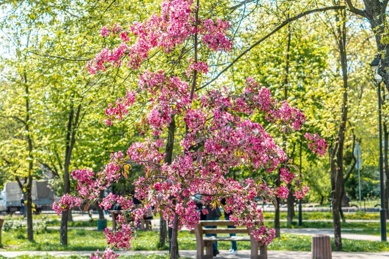 粉苹果花公园里树木正在盛开公园背景中的苹果花春花园库存图片- 图片