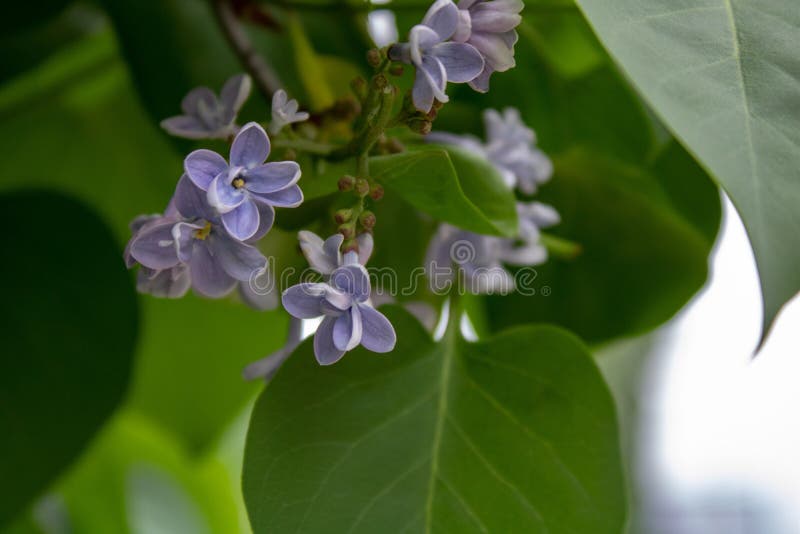 紫丁香早春花库存照片 图片包括有花瓣 花卉 本质 新鲜 开花 五颜六色 言情 浪漫 紫丁香早春花库存照片 图片包括有花瓣 花卉 本质 新鲜 开花 五颜六色 言情 浪漫