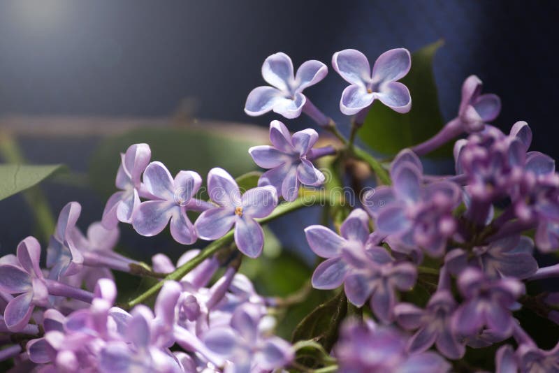 紫丁香紫枝花卉花朵春夏背景库存照片 图片包括有庭院 晴朗 粉红色 花束 玻色子 季节