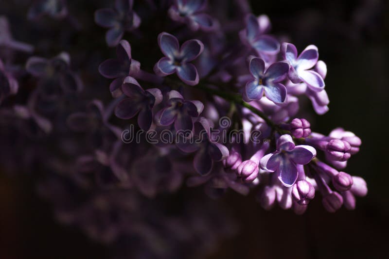 紫丁香紫枝花卉花朵春夏背景库存照片 图片包括有庭院 晴朗 粉红色 花束 玻色子 季节