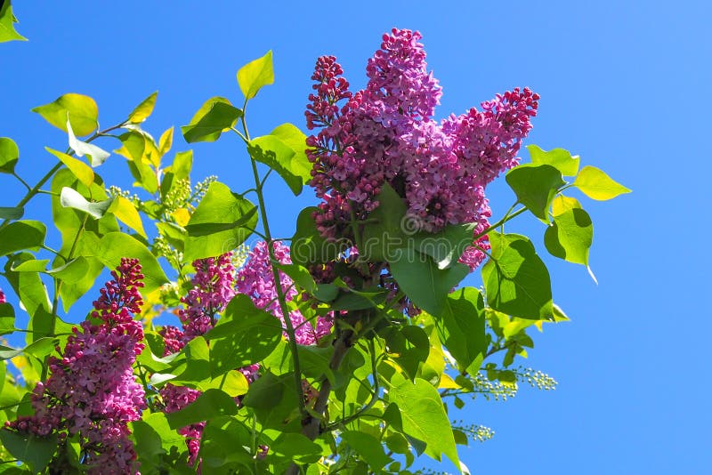 紫丁香花春开场春开丁香花春丁香花开春丁香丛开库存图片 图片包括有春开丁香花 春丁香丛开 187 紫丁香花春开场春开丁香花春丁香花开春丁香丛开库存图片 图片包括有春开丁香花 春丁香丛开 187