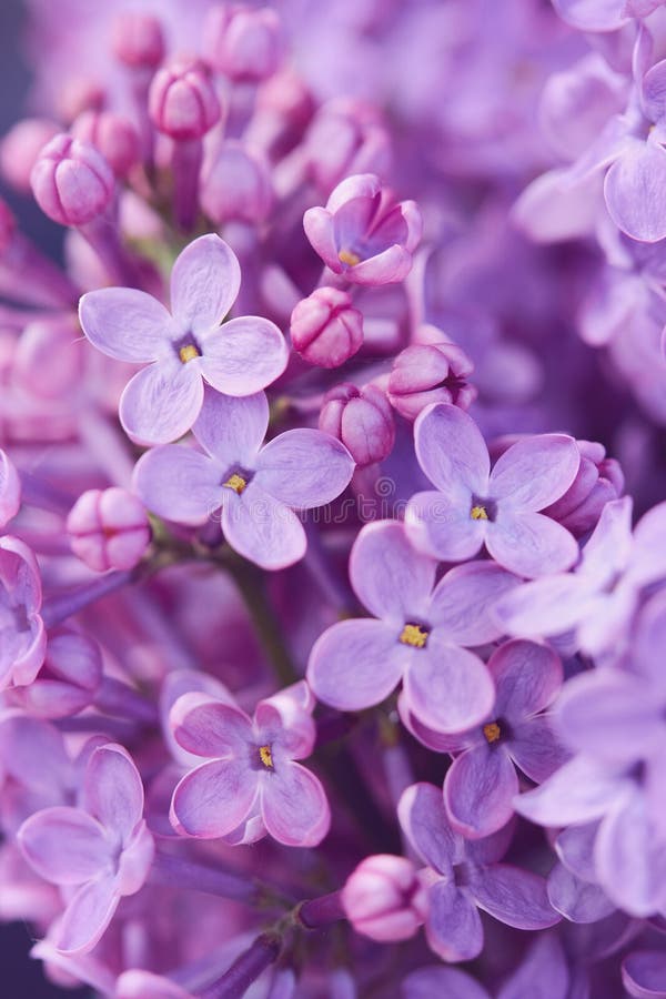 在白色背景的紫色淡紫色花库存图片 图片包括有宏指令 自然 绽放 颜色 弄脏 叶子 装饰