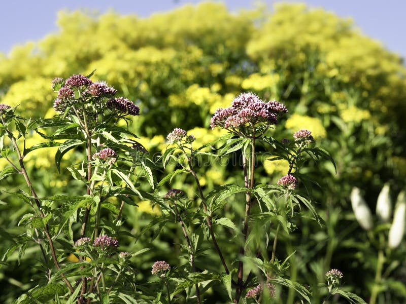 紫大叶野草或紫茎泽兰花库存照片 图片包括有夏天 草甸 生长 植物群 荧光 园艺 庭院