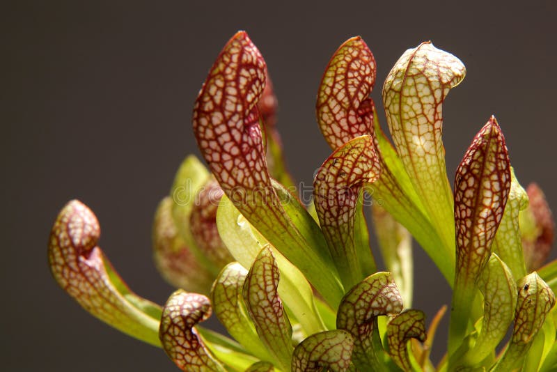 紫沙罗带状花 捕杀昆虫的食虫植物库存图片 图片包括有外面 绿色 肉食 增长 庭院 自然