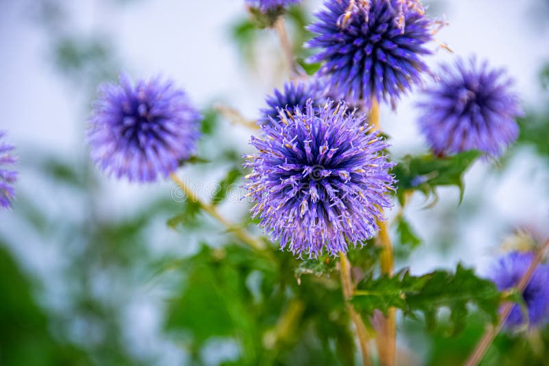 紫牛蒡花在开花期库存照片 图片包括有开花 紫色 关闭 宏指令 题头 医药 植物群 玻色子