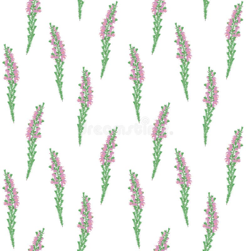 紫石楠花或calluna无缝图案背景手绘浪漫花卉图案背景向量例证 插画包括有图象 紫色